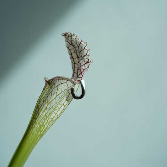 BLANC IRIS×BECCIU. Silhouette-Silver-